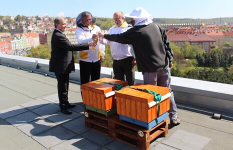 60 thousand bees from Pardubice arrived at the roof of the Clarion of Vysočany