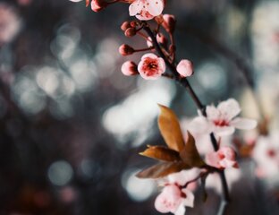 Jarní nabídka: 1 noc se snídaní zdarma