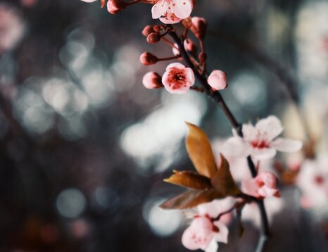 Jarní nabídka: 1 noc se snídaní zdarma